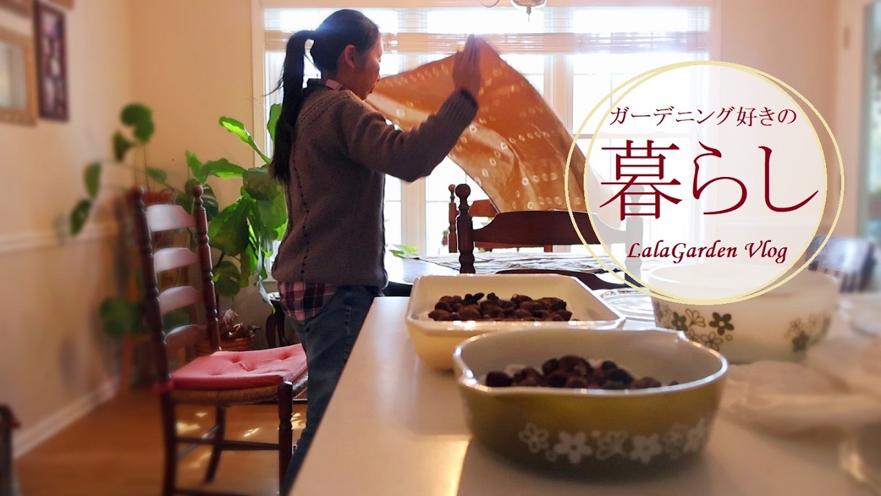 【ガーデニングと暮らしのVlog】２月に植えるアネモネ・ガーデニング好きハンドメイド作家の暮らし・LalaGarden Vlog