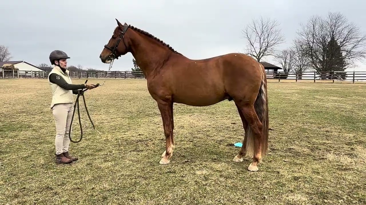 Karen Rock and Gaspar Queenagers Sport Horse Breeding In Hand