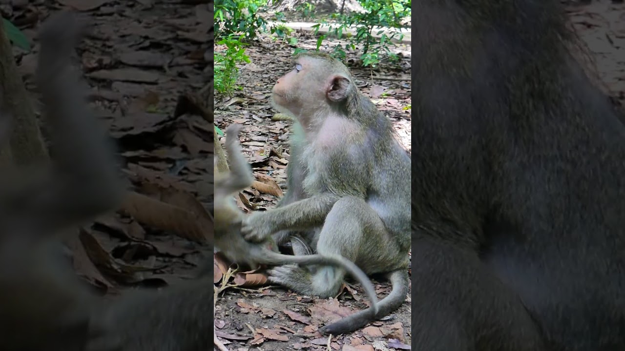 060554 #monkey #breastfeeding #babymonkey #breastmilk #animals #breastfeedingtoddler