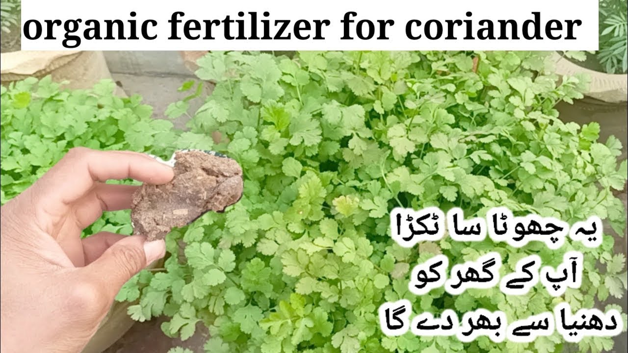 Best homemade organic liquid fertilizer for CORIANDER, homemade liquid fertilizer, desi khad 