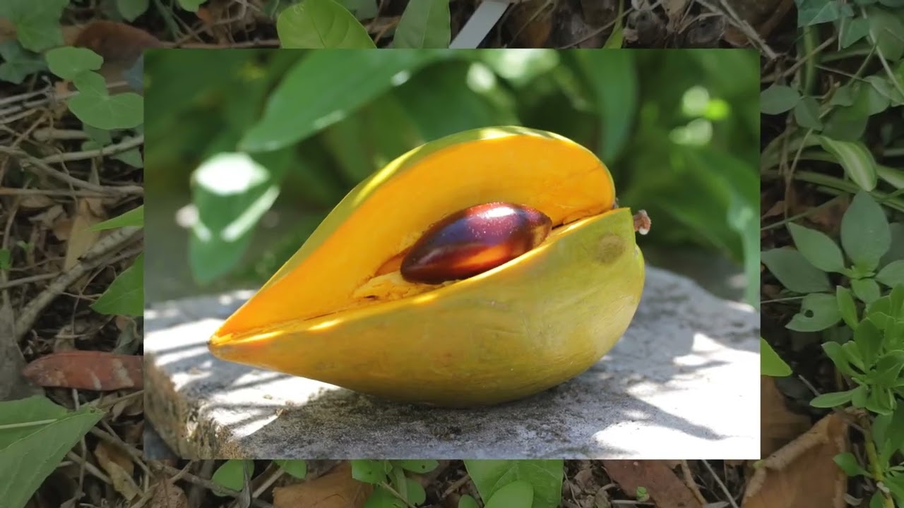 NOVEMBRE 2025 : Rusticité des fruitiers exotiques (Menton)