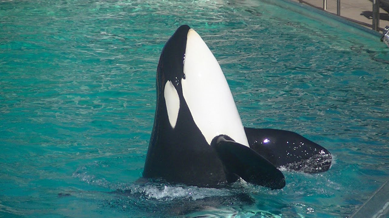 One Ocean (Full show/HD) Sept. 13, 2014 - SeaWorld SD