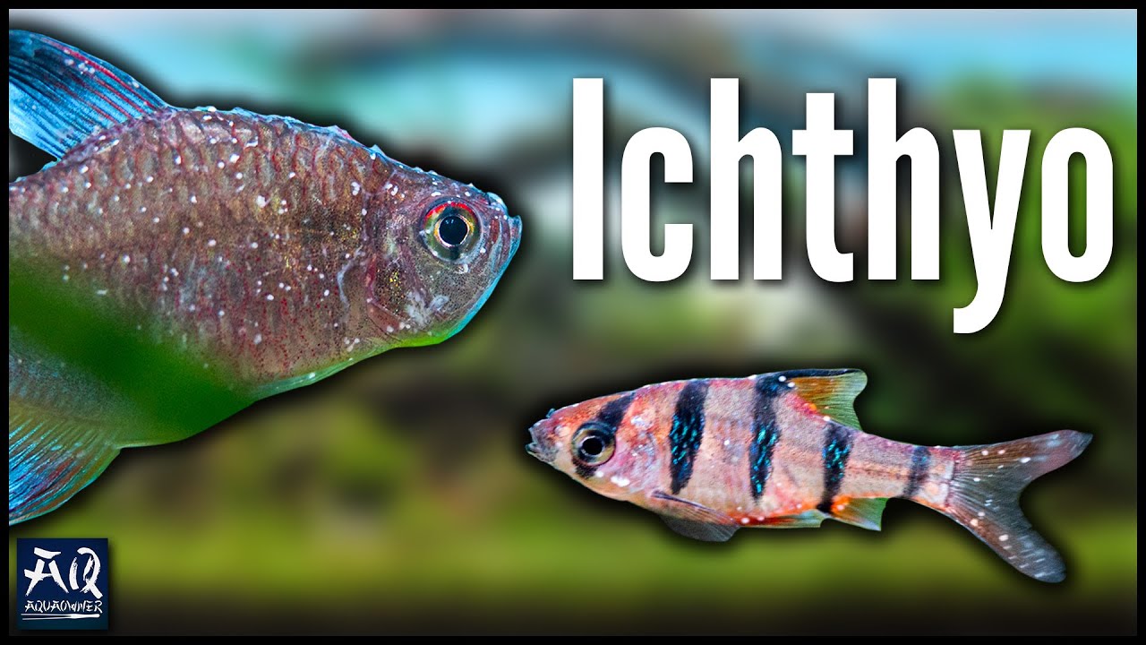 Weißpünktchenkrankheit erkennen, behandeln & vorbeugen | AquaOwner