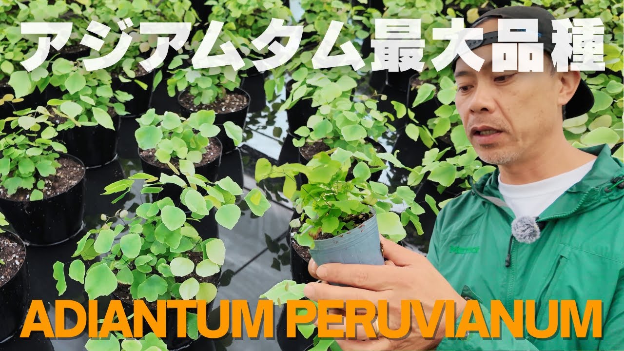 【潤流】これだけで育つアジアンタムの水やり方法