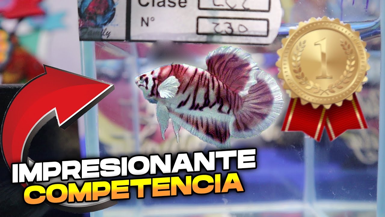 Competencia de peces Betta Importados y Nacionales 2023