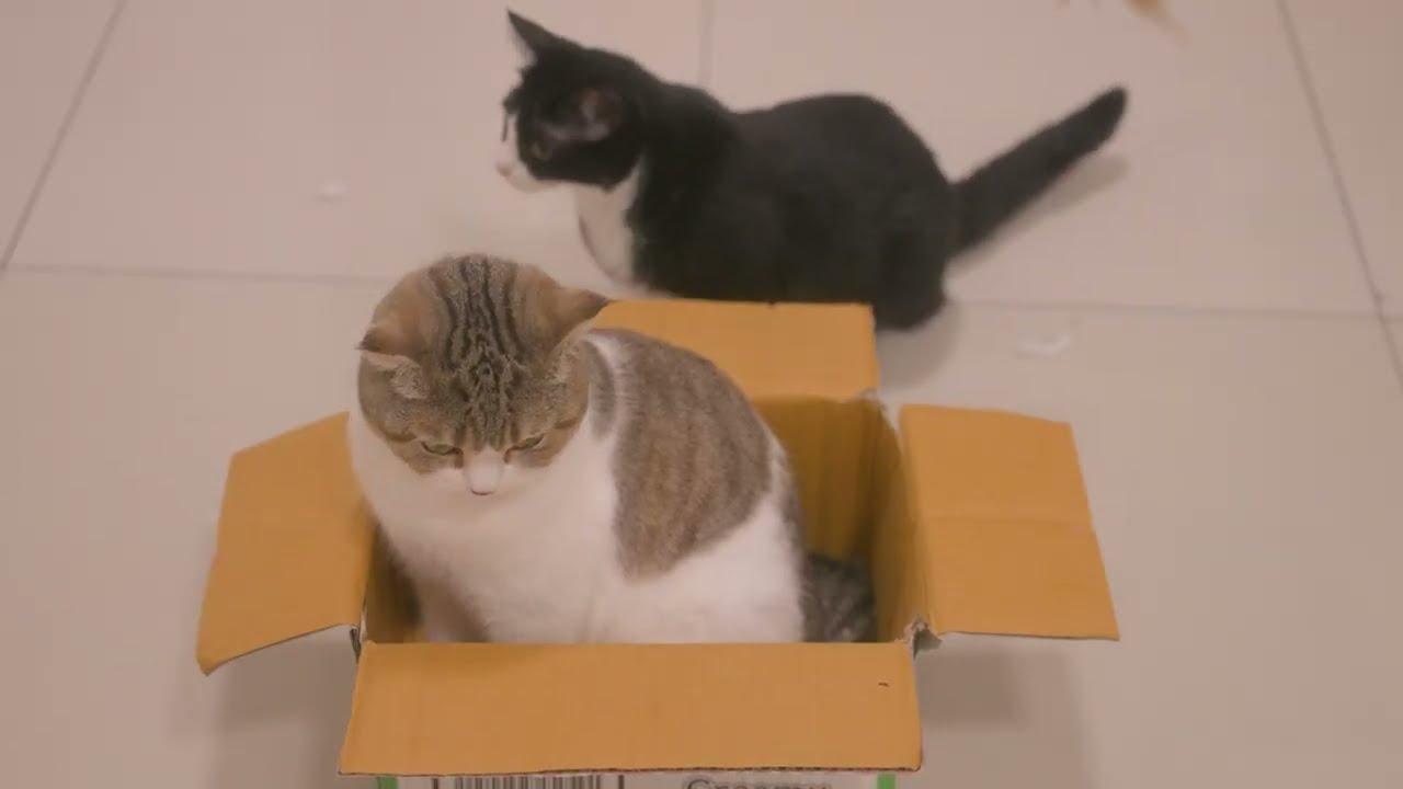 Playing with cat