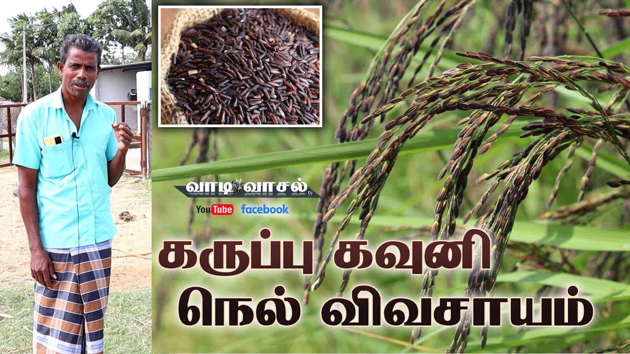Karupu kavuni rice production step by step copmplete guide seeds to harvest Organic Method