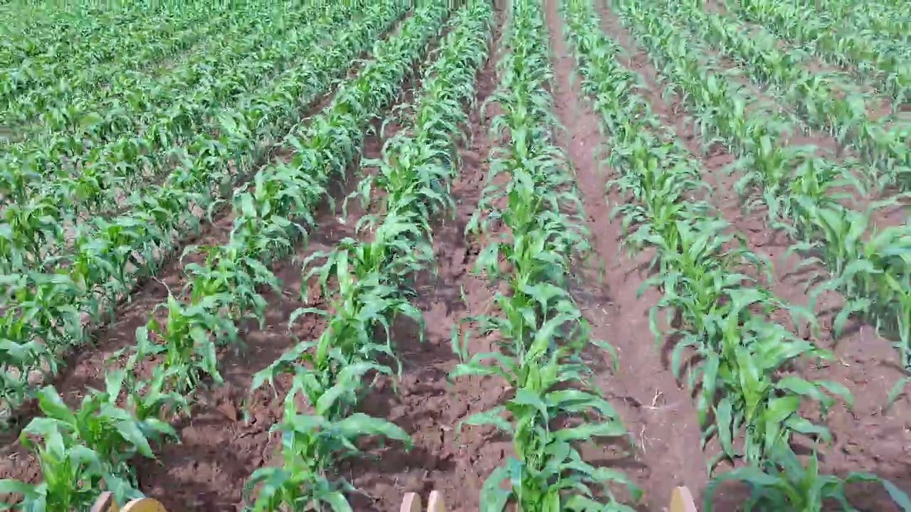 Cultivando maíz con el NH TS6 125 #valledelyaqui 