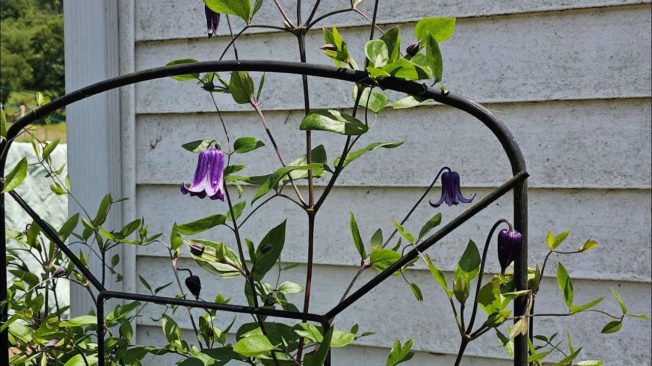 Propagating Clematis for my sisters.❤️