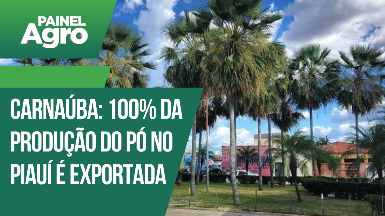 Carnaúba: 100% da produção do pó no Piauí é exportada
