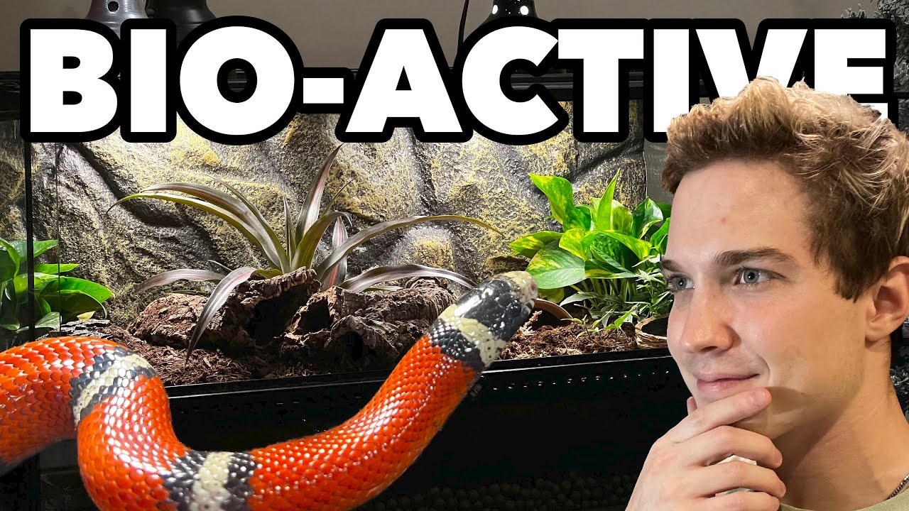 Nelson's Milk Snake BIOACTIVE Enclosure Setup!