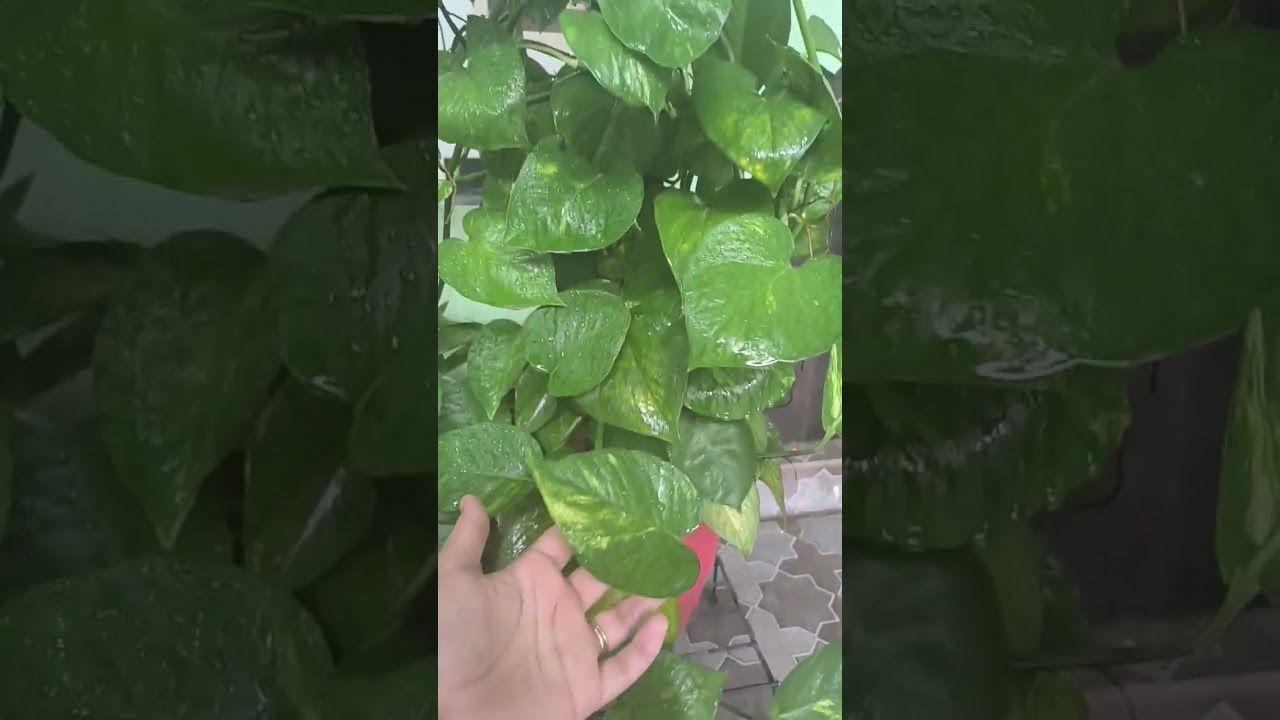 Vastu Tips with Money Plant 🍀 | Good Luck Plant 
