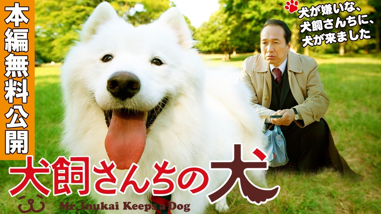 【🎬無料配信中】『映画版 犬飼さんちの犬 』顔が笑っているように見えることで人気のサモエド犬と名優小日向文世が織りなすハートフルウォーミングドラマ！