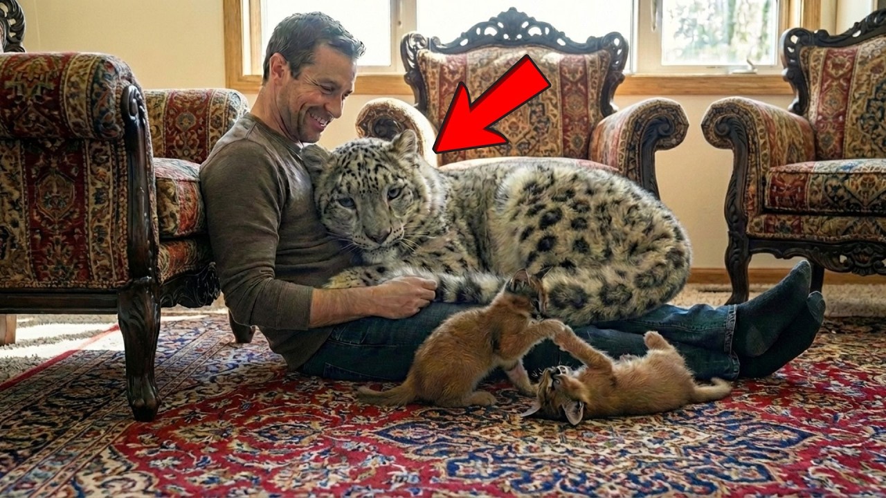 Трогательная реакция снежного барса, когда он впервые находит двух брошенных котят каракала во вр...