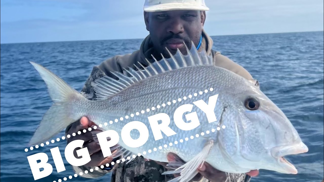 Catching big Porgy’s offshore￼