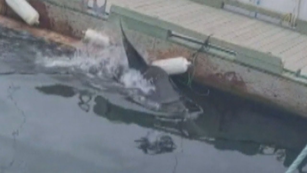 Great white shark spotted in Nova Scotia waters