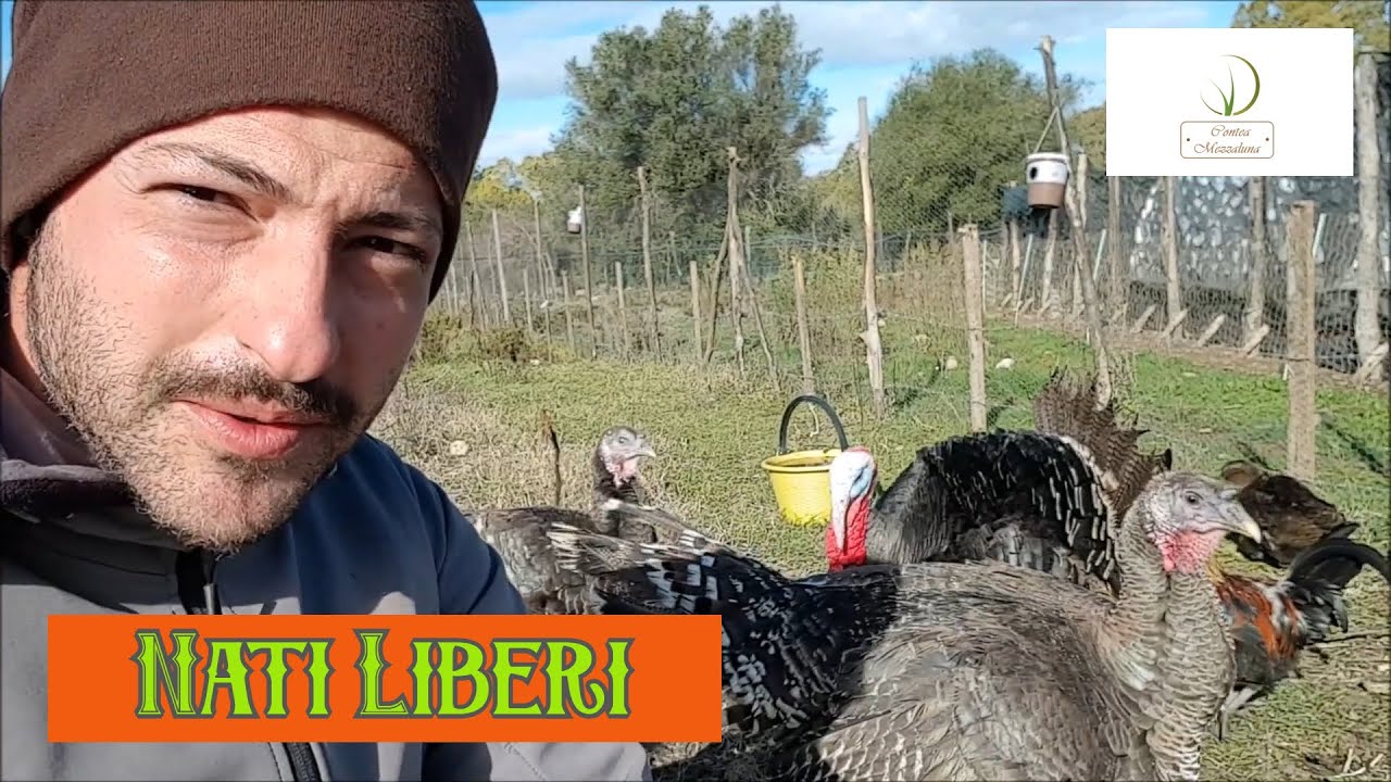 Come Allevare i Tacchini