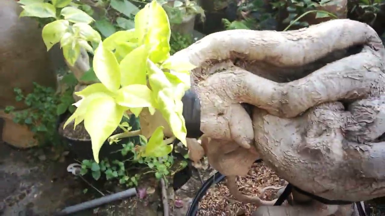 Giới thiệu vườn nhà mình 