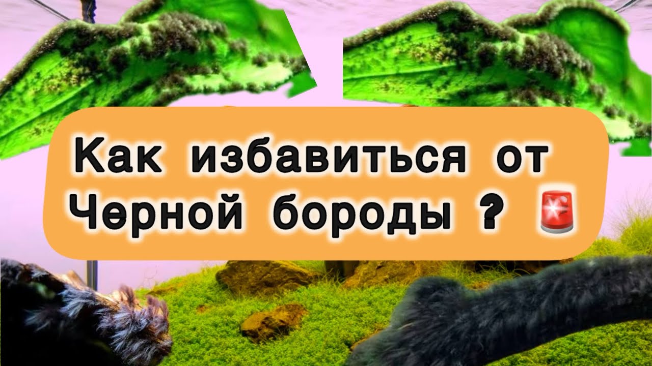 Как избавиться от черной бороды в аквариуме? 