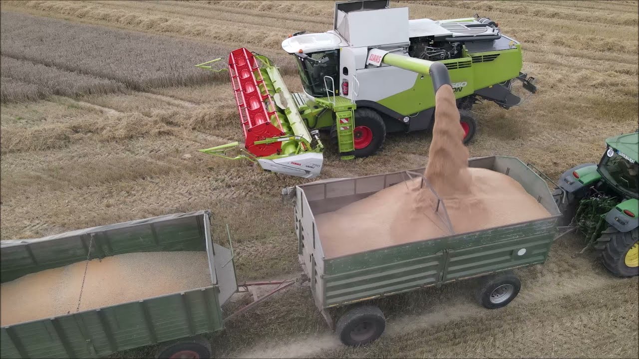 Class Lexion 660 bei der Getreide Ernte.