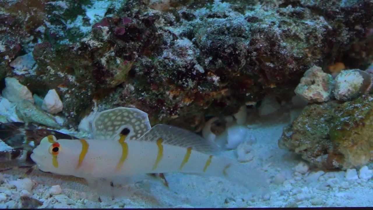 Alpheus bellulus (Tiger pistol shrimp) + Amblyeleotris randalli (Randall's prawn-goby)