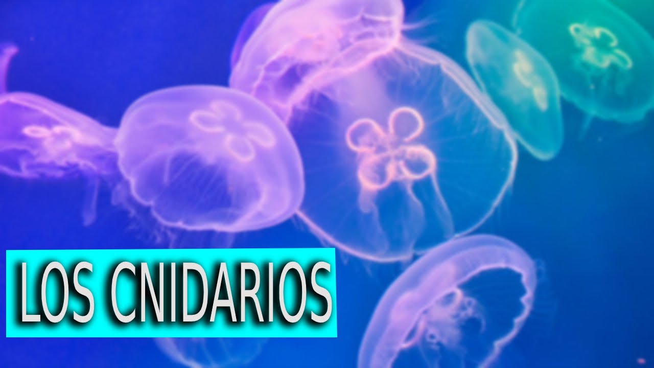 LOS CNIDARIOS