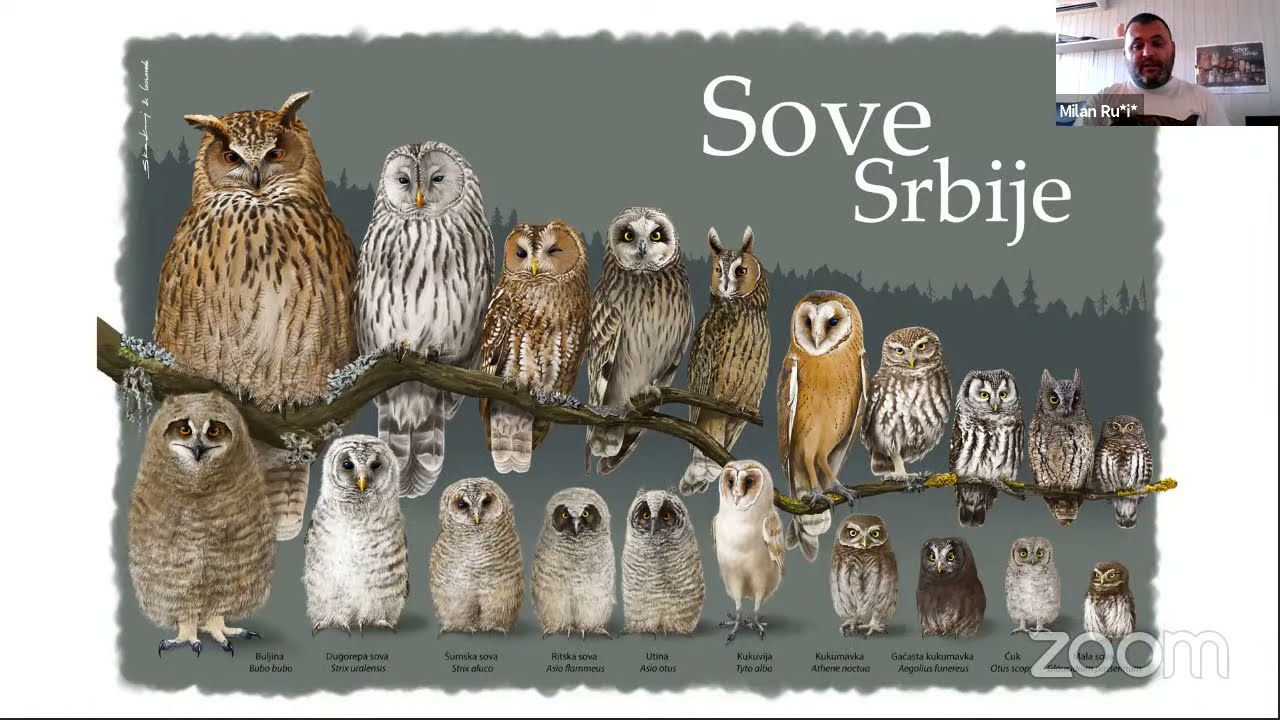 The Owls of Serbia