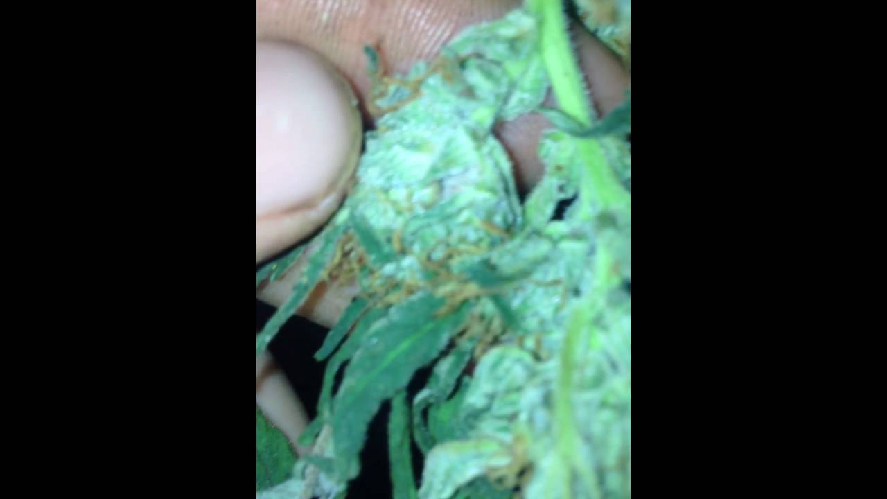 Hella weed