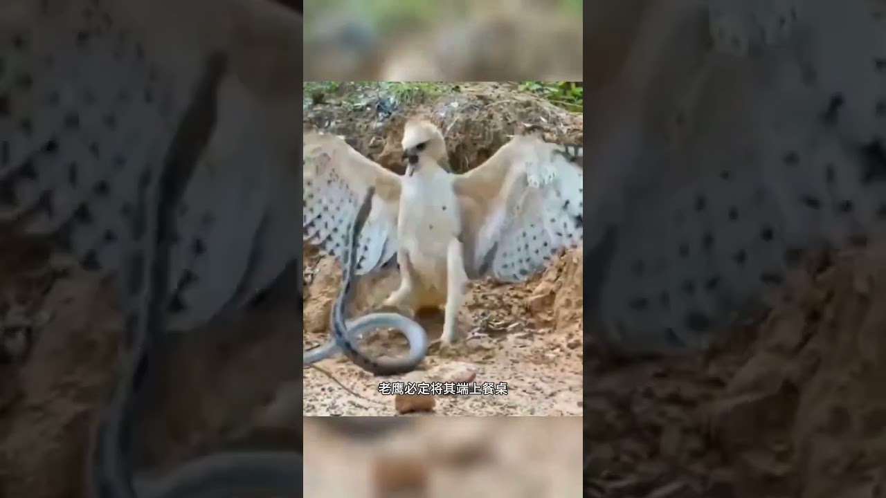 厲害的老鷹#野生動物零距離#猛禽#老鷹