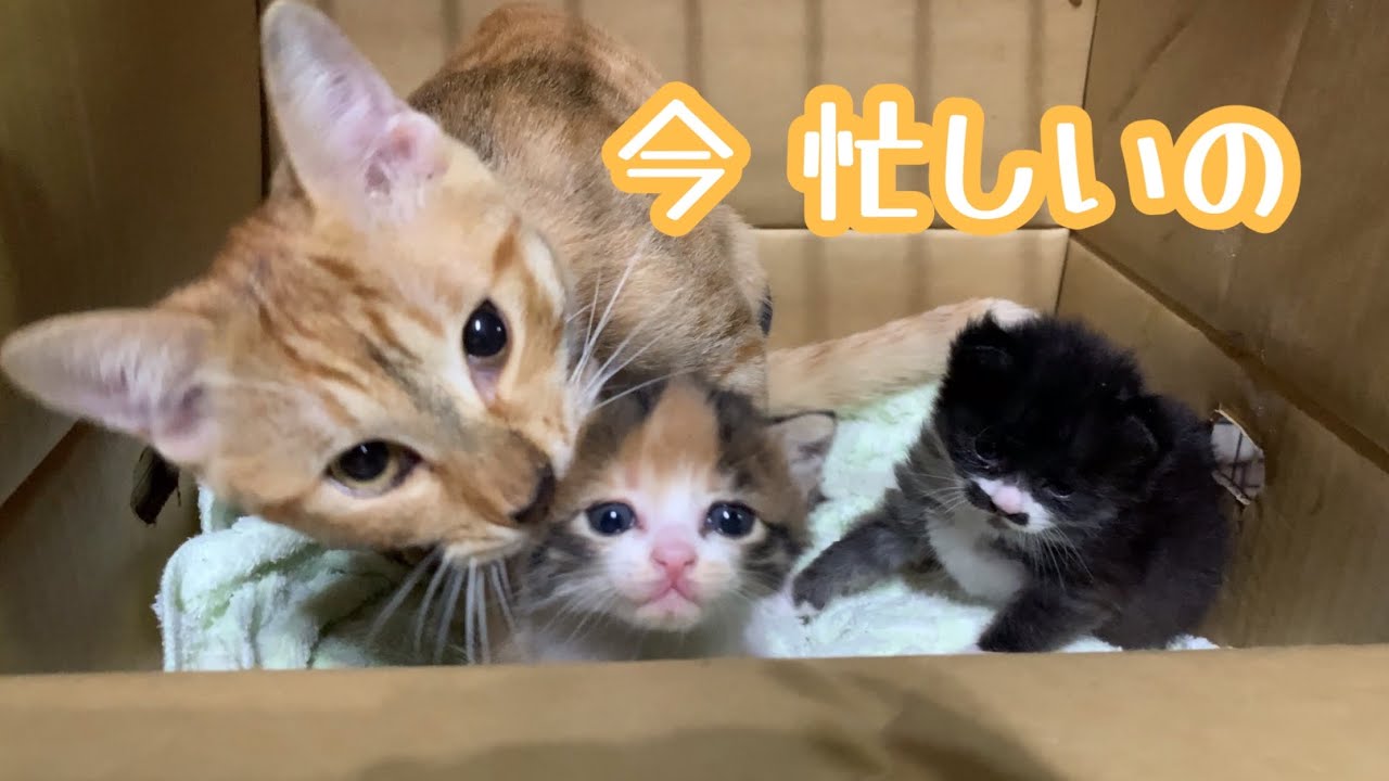 保護子猫のお世話が楽しくてしょうがない先住猫