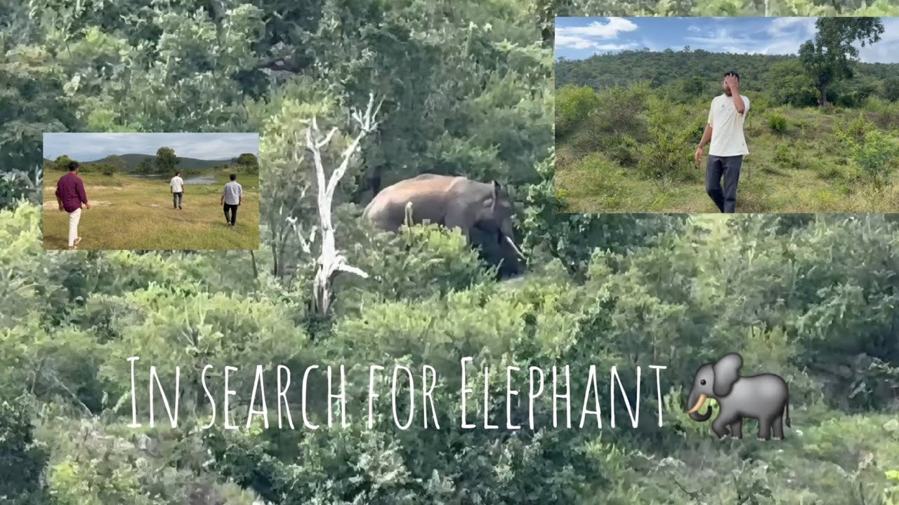 A day in the waterhole | elephants 🐘 | bandipura | bandipur #youtubeshorts #youtube #subscribe 