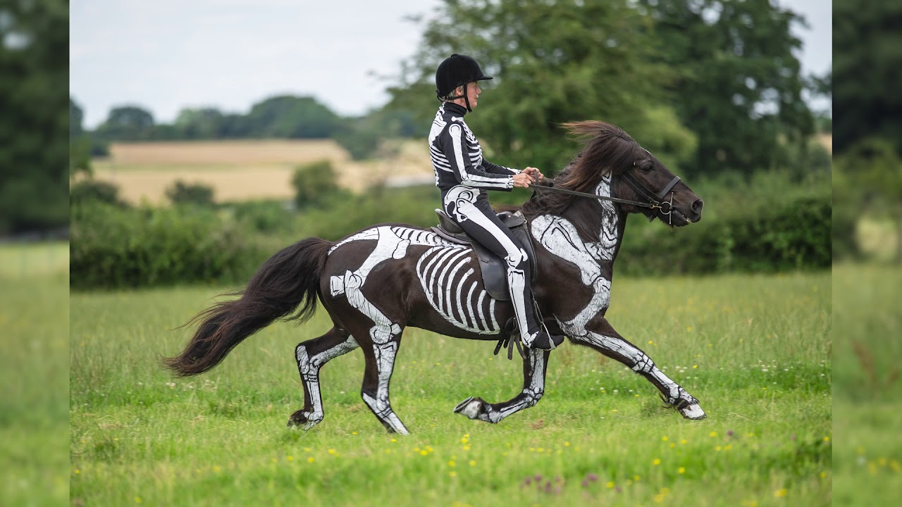 Icelandic Horses Inside Out - Tolt and Flying Pace