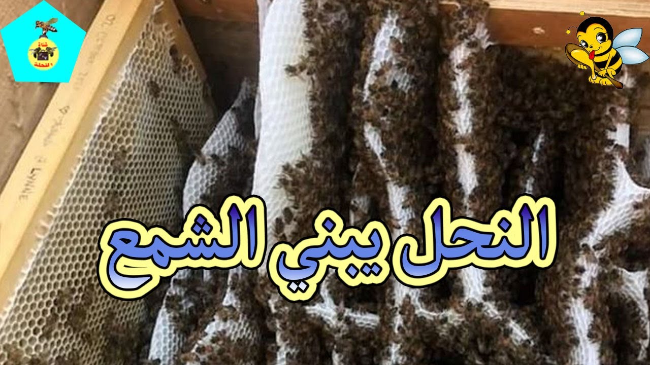 لماذا توقف النحل عن بناء الشمع . ماهو السبب ؟