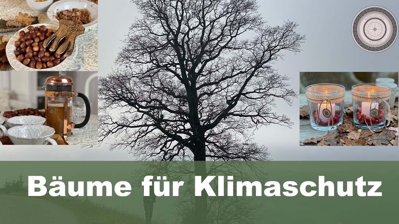 Bäume Klimaretter, Bester Kaffeeersatz, Eichelkaffee, die Eiche, der perfekte Weihnachtstisch