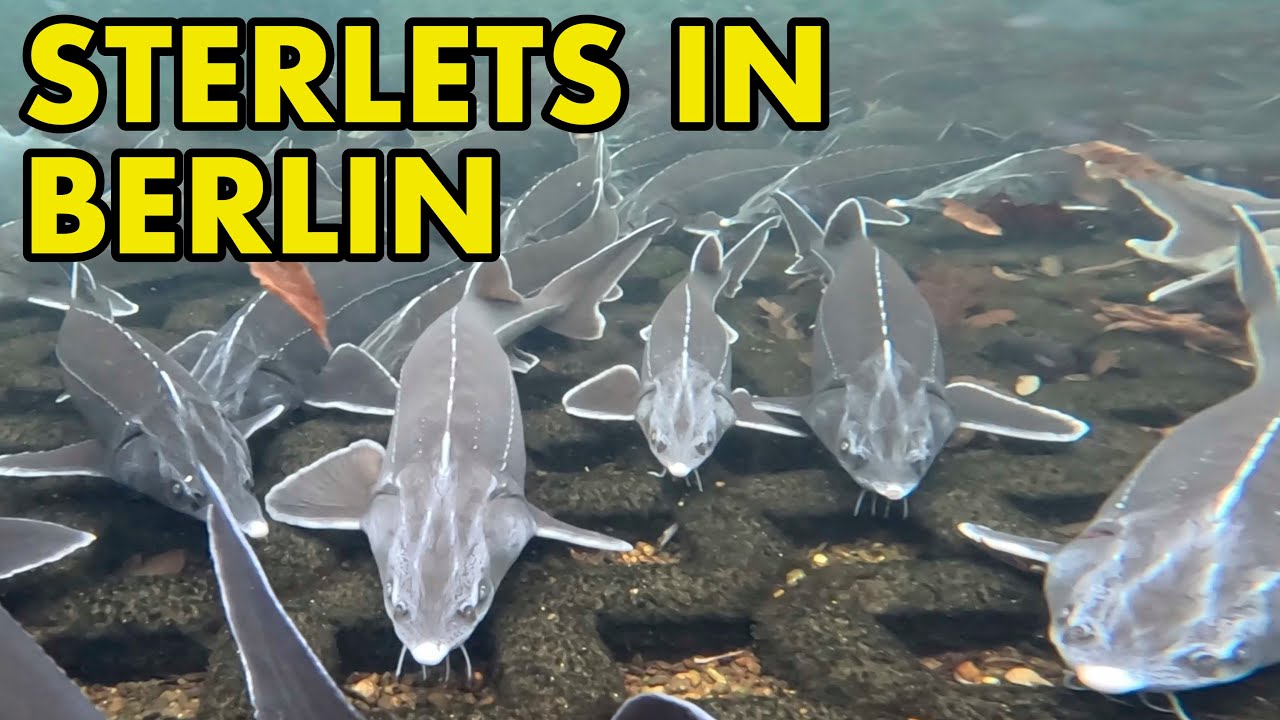 Sterlet sturgeon underwater