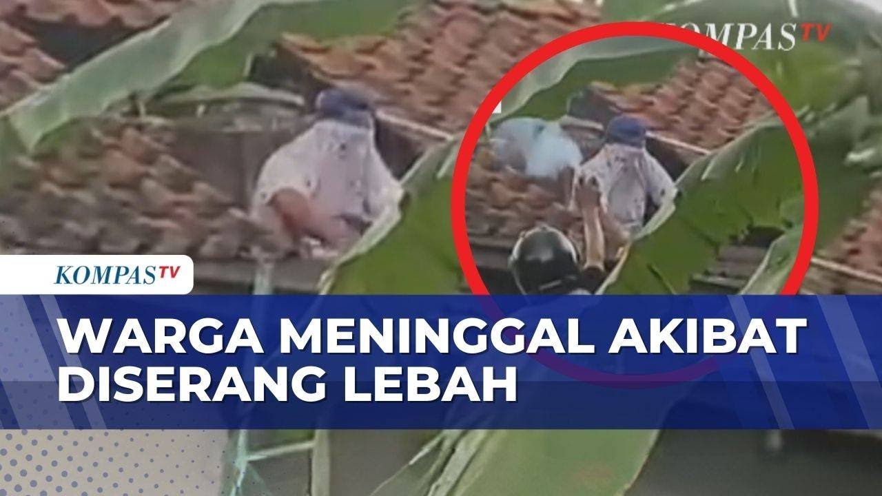 Warga Cilacap Tewas Akibat Diserbu Lebah di Atap Rumah | BU