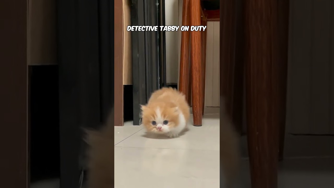 detective tabby on duty #cuteanimalsdaily #babyanimals #kawaiianimals #animals #kittens