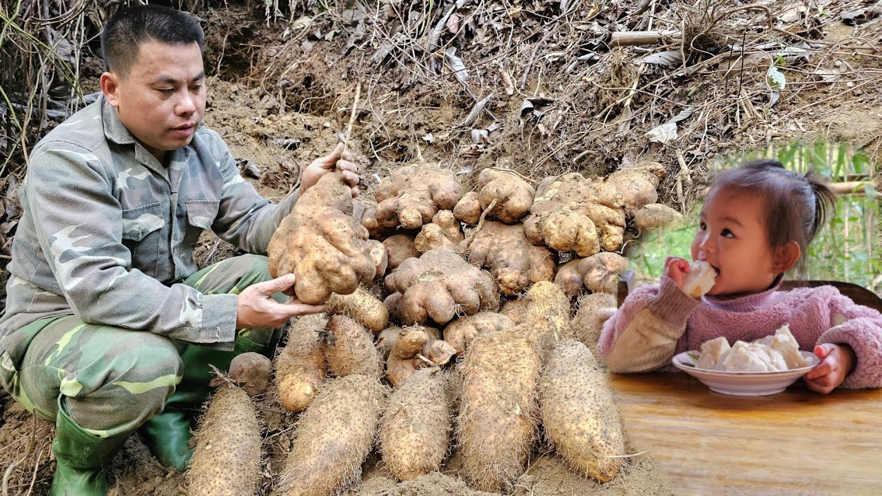 Harvesting Wild Tubers goes to the market sell-Cooking/XuanTruong.
