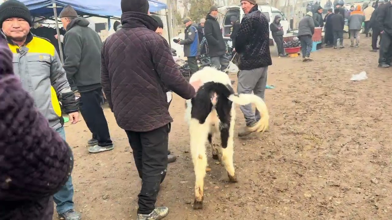 27-январ калилинда нархлар кандай булди❓
