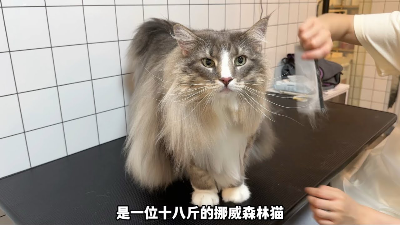“十八斤的挪威森林猫翻新洗护全过程 我的池子差点装不下！”