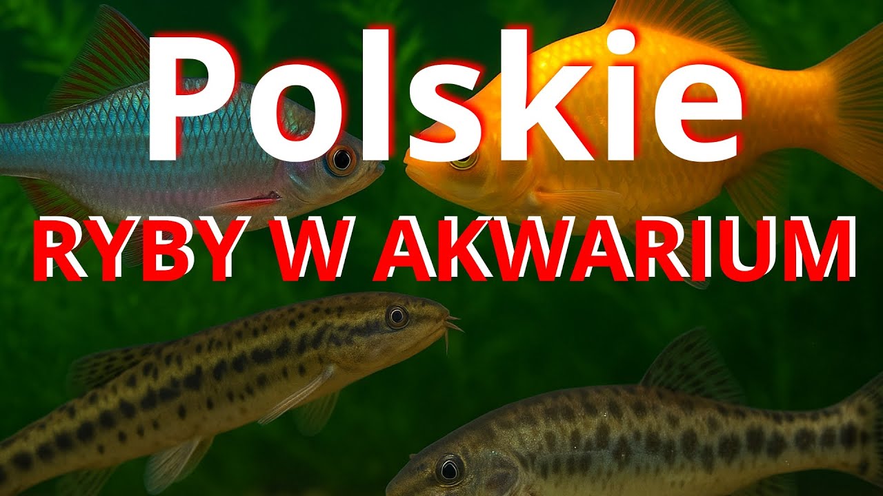 „Polskie ryby w akwarium – 5 gatunków idealnych do domowego zbiornika!”