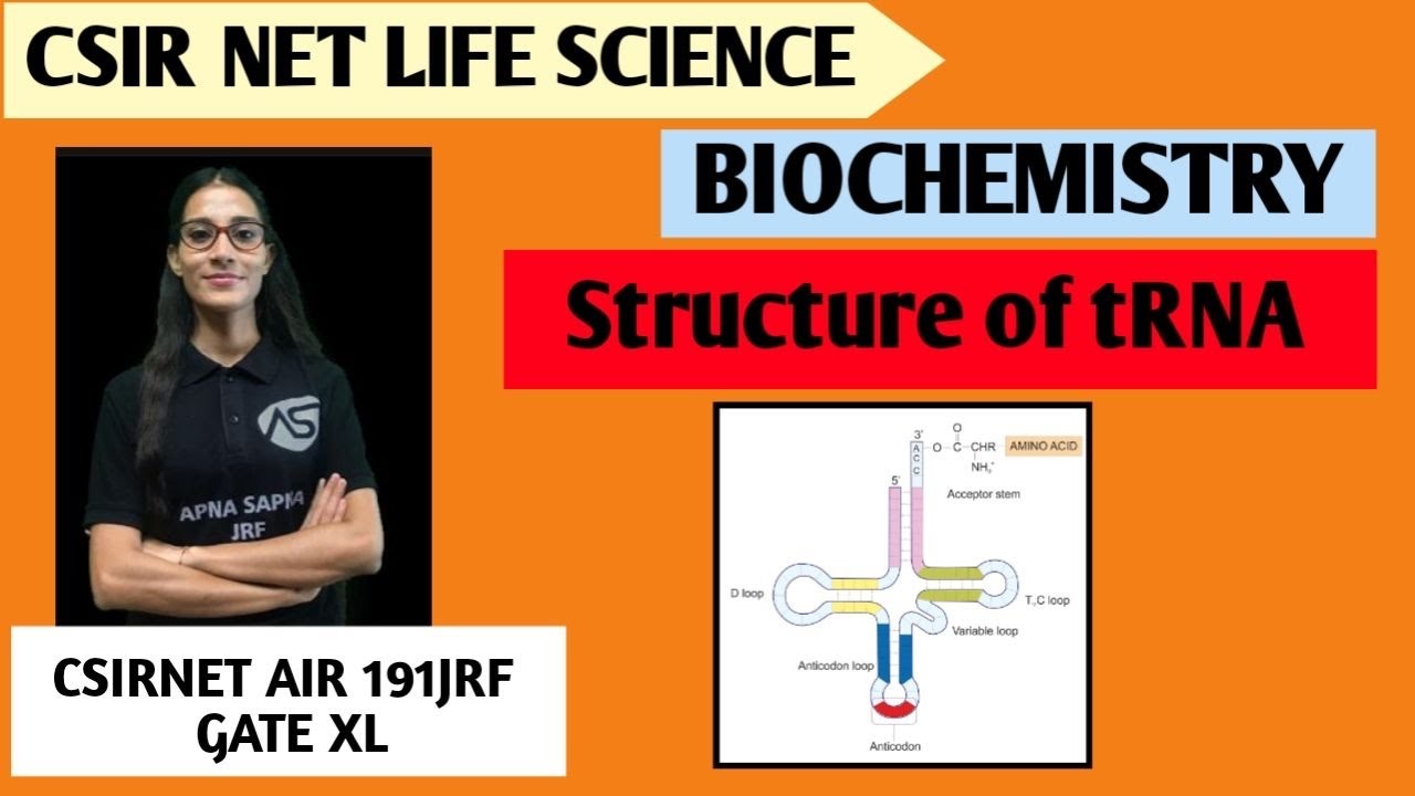t RNA Structure || Biochemistry || #apnasapnajrf  #csirnetlifescience