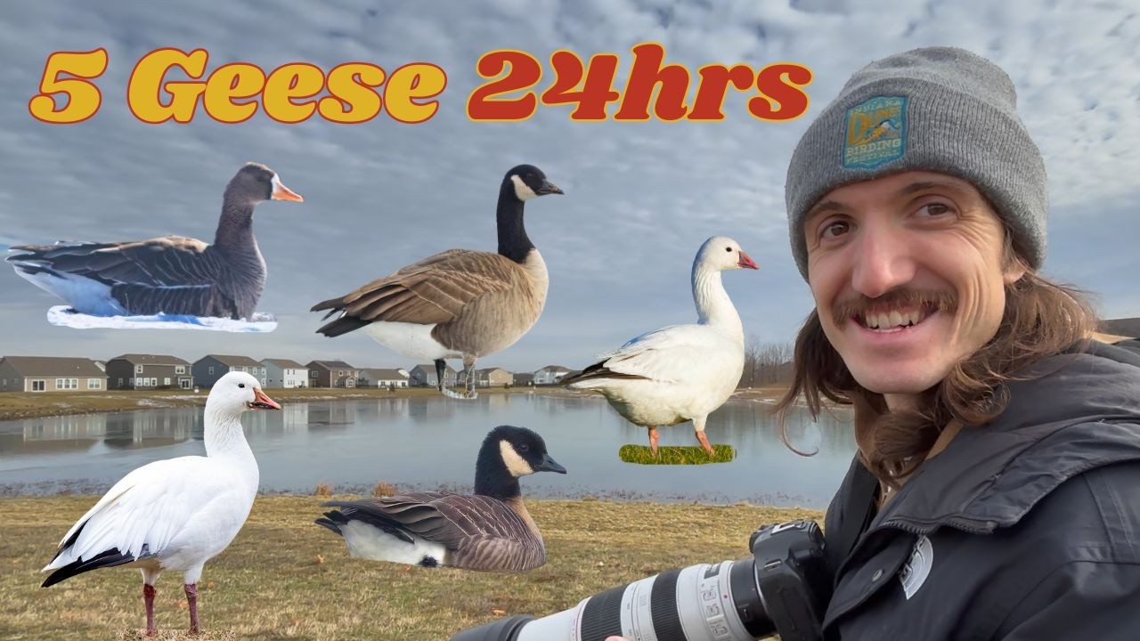 Finding Every Goose In Indiana In 24 Hours + A Rare Duck Species