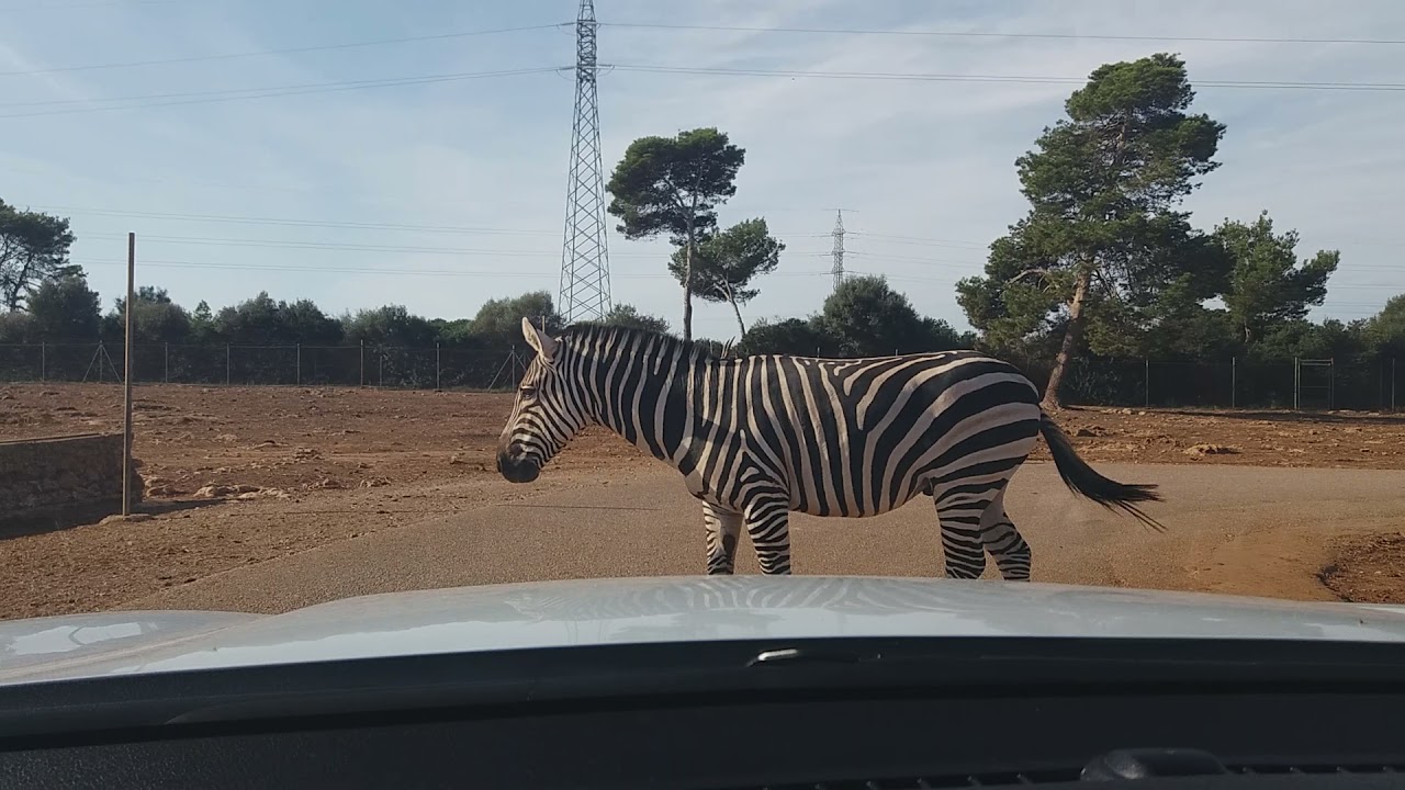 Safari zoo Mallorca España