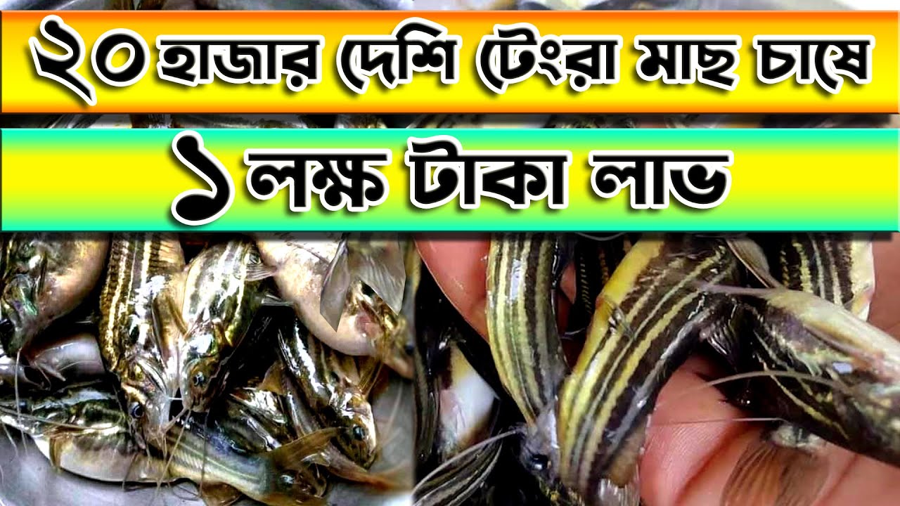 ২০ হাজার দেশি টেংরা মাছ কালচারের আয়-ব্যয় হিসাব (প্রমানিত)। Striped dwarf catfish Farming।