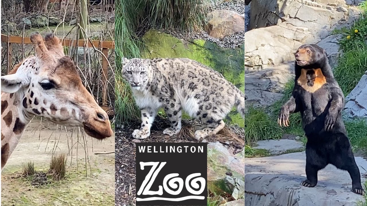 ALL Animals at Wellington Zoo 2024!