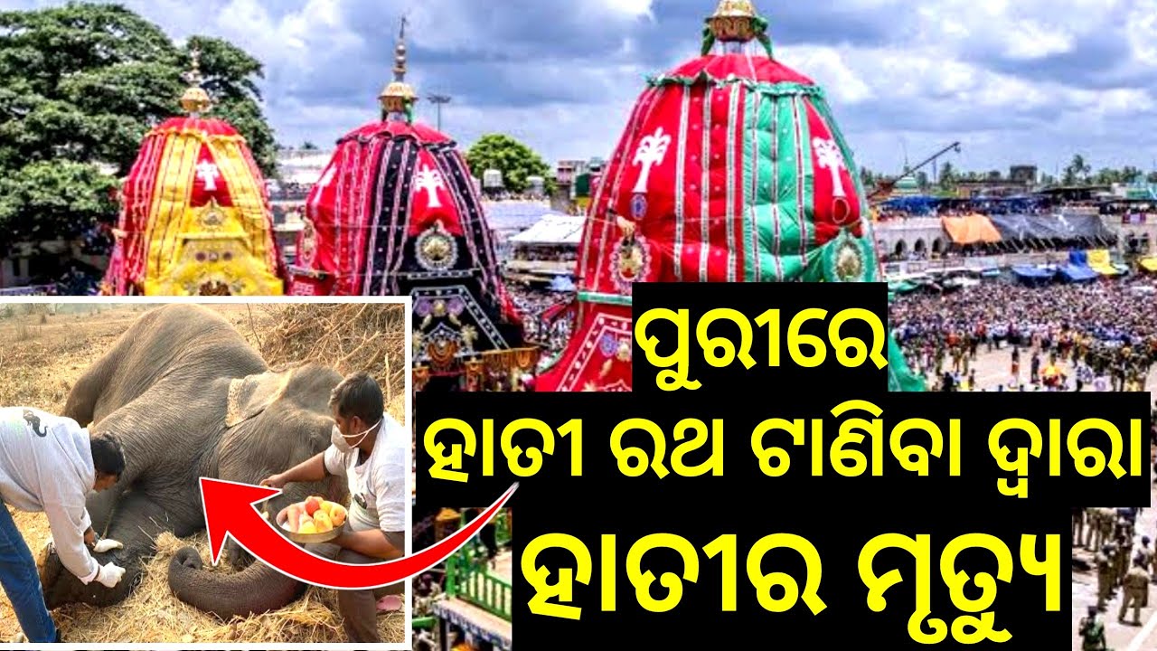 Ratha Jatra 2022 // Ratha Yatra Live 2022 // bahuda Jatra Live 2022 // Ratha Jatra