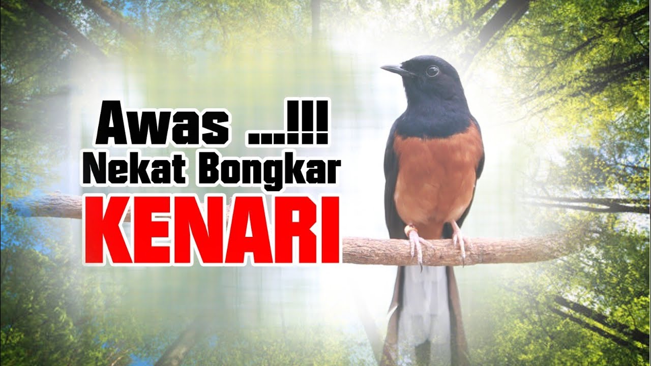 🔴 PANCINGAN MURAI BATU BONGKAR ISIAN, NAIKKAN EMOSI MURAI BATU MALAS BUNYI AGAR GACOR