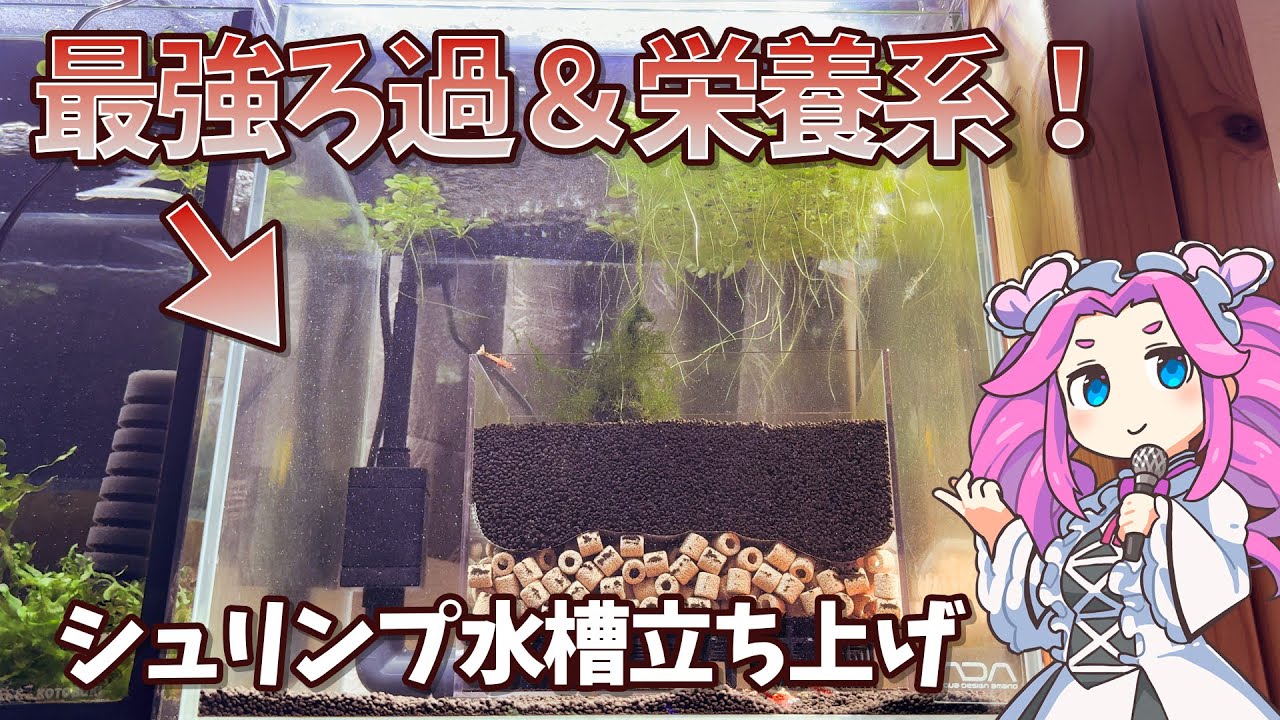 最強ろ過＆栄養系ソイル水槽！のレッドビーシュリンプ水槽立ち上げを紹介します