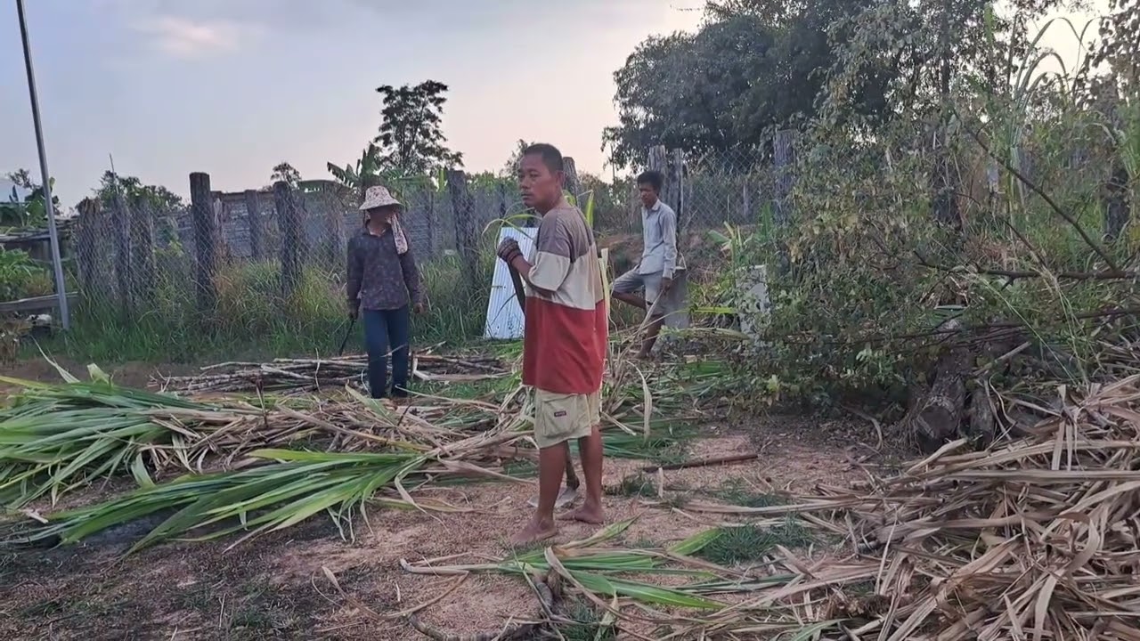 សម្អាតដីលោកពូខាថ្ងៃនេះអោយស្អាត